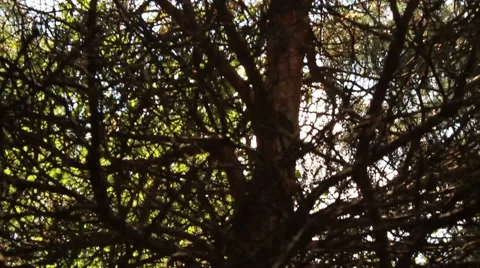 Tilt up pine tree with sun Video stock 40634408