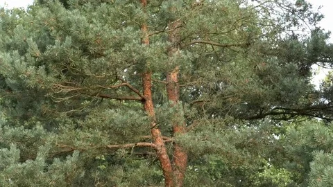 Tilt: Pine tree with a twisted tree trunk growing in the midst of heather, heath Stock Footage 79828826