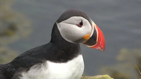 Tilt up on puffins standing on a cliff Stock Footage 37299867