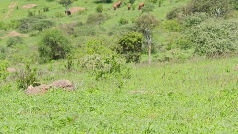 Tilt rack focus of a herd of elephants as they graze at noon Stock Footage 256909935