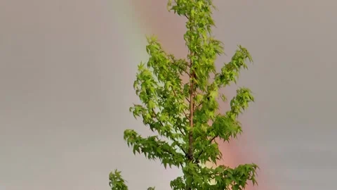 Tilt up of rainbow behind sycamore tree with post thunderstorm wind in spring Stock Footage 139654872