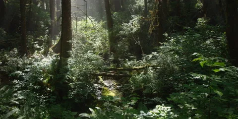 Tilt-up from rays falling on rainforest understory to bright sun behind treetops Stock Footage 59120539