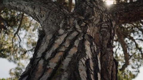 Tilt up real time medium shot of the crown of a pine tree growing on the Stock Footage 122288214