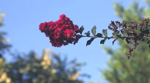 Tilt up to red flowers on tree Stock Footage 41342030