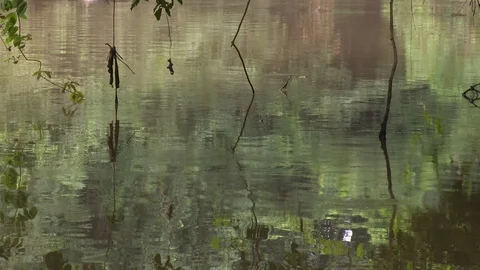 Tilt up from reflection in Osun river to forest on river bank. Video stock 86760884