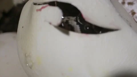 Tilt up reveal baby python inside an egg - nest of snake eggs 스톡 동영상 155214693