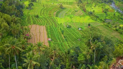 Tilt up reveal of crop fields in Bali Indonesia Stock Footage 340970741
