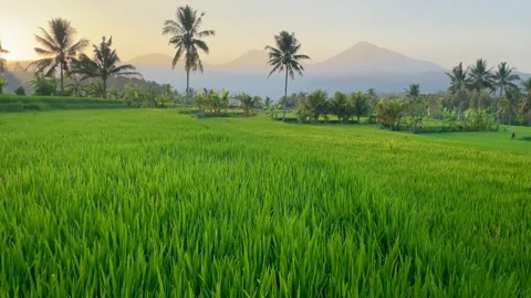 Tilt Up Reveal of Green Rice Fields and Sunrise in Bali Vidéo 343201407