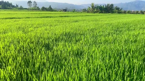 Tilt Up Reveal of Green Rice Fields and Mountain in Bali Vidéo 343201640