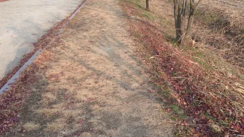 Tilt Up Reveal of Riverside Path and Autumn Trees, Suncheon South Korea 스톡 동영상 324960832