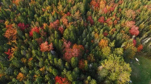 Tilt up revealing forest of fall trees in maine  Stock Footage 96709934