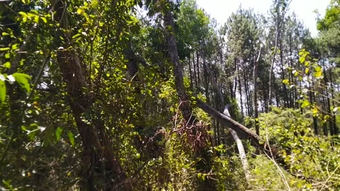 Tilt right forest green Video stock 169219088