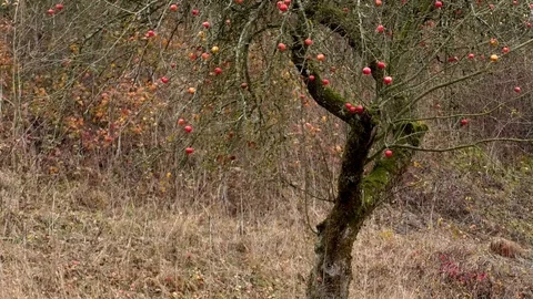 Tilt: Ripe, red apples on a leafless apple tree in autumn, cloudy morning Stock Footage 98615057