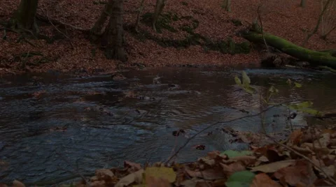 Tilt at a river close Stock Footage 44445750