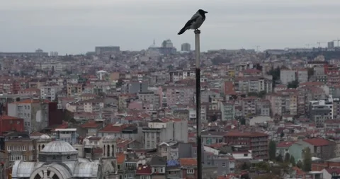 Tilt up from rooftop gulls to lone crow over Istanbul skyline Video stock 320171469