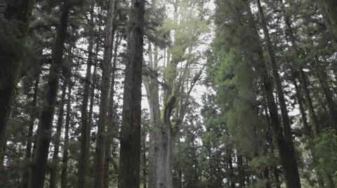 Tilt of the sacred tree Stock Footage 54650911