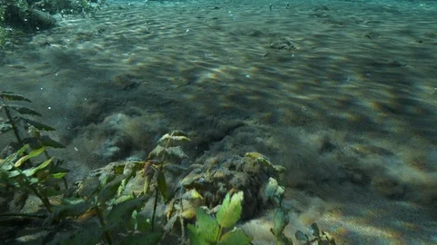 Tilt up from seething sand to plants at the bottom of ascending bubbles pond,Ita Stock Footage 127139544