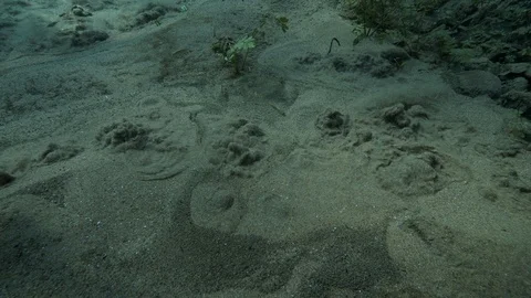 Tilt up from seething sand to plants at the bottom of ascending bubbles pond,Ita Stock Footage 127141951