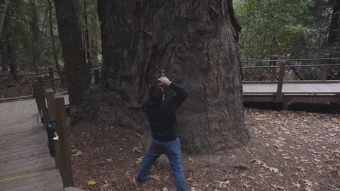 Tilt up Sequoia Tree with Photographer Stock Footage 101445852