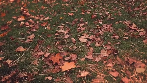Tilt shift blur, the movement of the camera over a lawn with fallen leaves that Vídeos de archivo 143211388