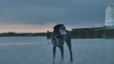 Tilt shift German Wirehaired Pointer dog at sunset on a beach slow motion Stock Footage 289385422