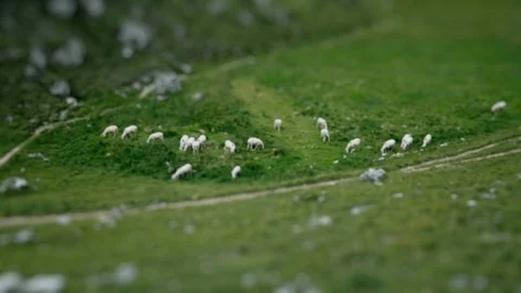 Tilt shift on the grass with sheep in the dolomites Stock Footage 94616859