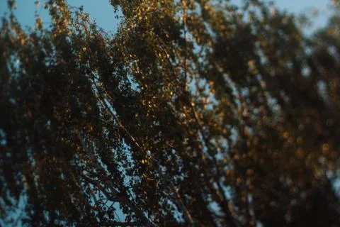 Tilt shift trees in dreamy dynamics Stock Photos