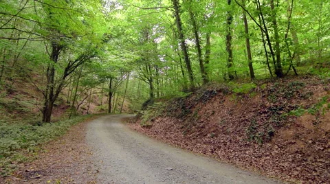 Tilt shoot of dirt road between long green trees in deep forest Stock Footage 66263673