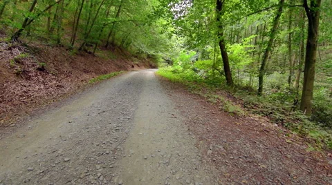 Tilt shoot of earth road in deep green forest Stock Footage 66266900