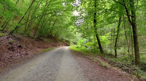 Tilt shoot of skid road between tall green trees in deep forest Stock Footage 66263237