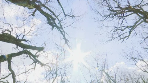 Tilt shoot from the tree trunks on the rock Stock Footage 103042295