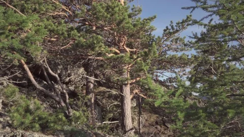 Tilt up shooting using 3 axis motion controlled. Stock Footage 112607837