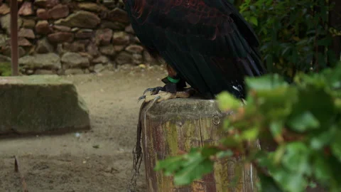 Tilt shot of an African fish eagle perched on a stump 스톡 동영상 311352157