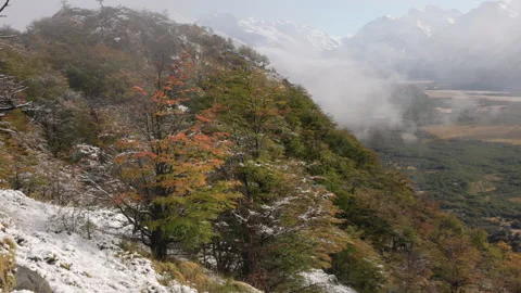 Tilt up shot of beech trees covered in fresh snow at los glaciares Stock Footage 284391366