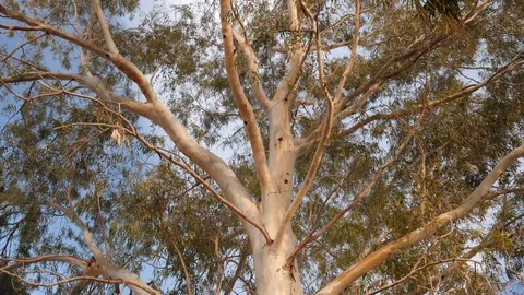 Tilt up shot on a big old tree in a Mediterranean forest Stock Footage 119076672