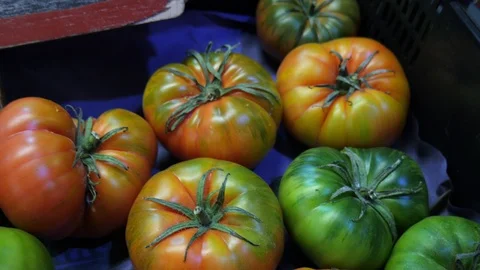 Tilt up shot of bulk raf tomatoes ending on a scrubby black board with the price Stock Footage 124462501