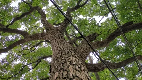 Tilt up shot of a Camphor tree Stock Footage 276691306