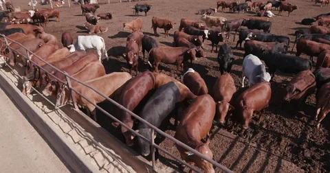 Tilt up shot of cattle being fed in a feedlot Stock Footage 78193538