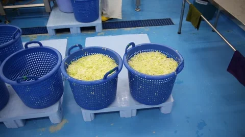 Tilt up shot of chopped lettuce sorting process Stock Footage 60765578