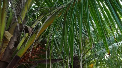 Tilt-up shot of a coconut palm tree with flowers and young green fruits. Stock Footage 337803405