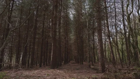 A tilt up shot in a coniferous woods from forest floor to tree canopy. 4K tripod Stock Footage 152592453