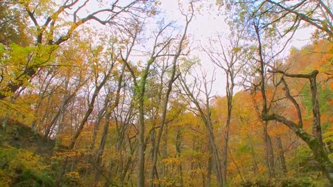 Tilt Up Shot: Creek to Canopy Stock Footage 346189927