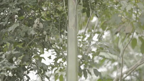 Tilt Shot Up/Down of Juçara Palm Tree (Euterpe edulis) in Atlantic Rainforest Stock Footage 320633959