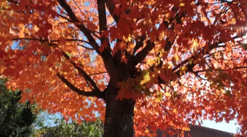 Tilt Up Shot of Dramatically Colored Fall Leaves with Lens Flare Stock Footage 43177167