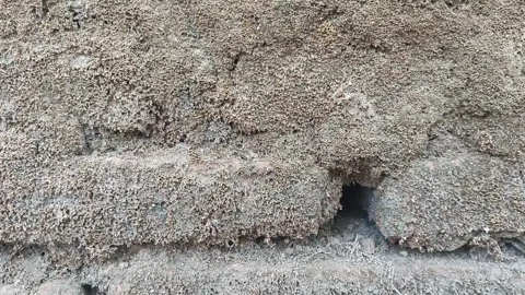 Tilt Up Shot of Extremely Old and Thick Mossy Concrete Brick Wallachia Видео 346152452