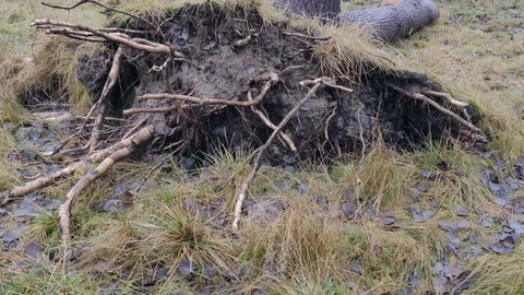 Tilt Shot of Fallen Tree Sawed Into Logs Stock Footage 99961778