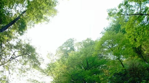 Tilt Shot in Forest From Sky to River Stock Footage 134872180