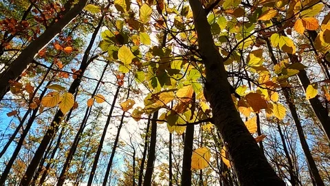 Tilt Up shot of forest trees against sunlight during autumn Stock Footage 120429085