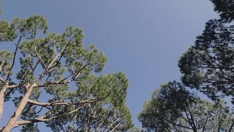 Tilt shot at the forrest Stock Footage 75683369