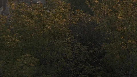 Tilt Shot from Gianicolo Video stock 85551524